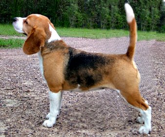 Fully Grown Beagle Goldenacresdogs Com