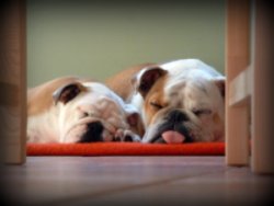 english bulldog puppies sleeping