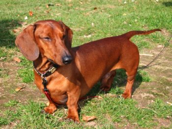 a german breed of dog with a long body and short legs