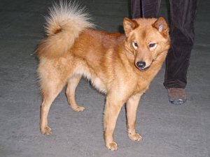 finnish spitz