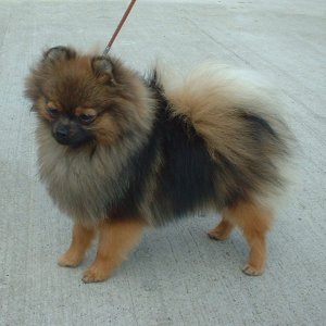 orange and sable pomeranian