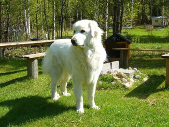 Mountain Dog