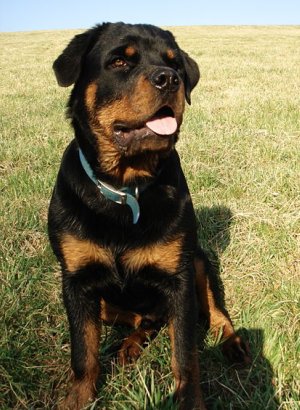 rottweiler