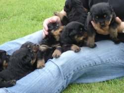 rottweiler puppies