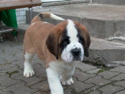 Saint Bernard Puppy