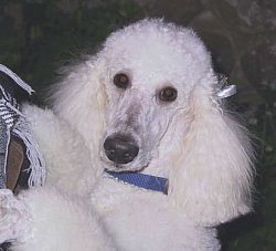 white poodle