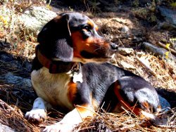 beagle laying in the field