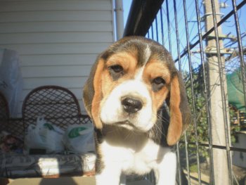 beagle puppy photo