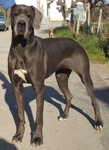 great dane