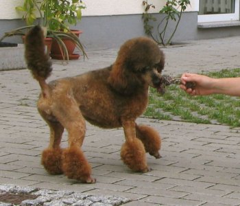 brown poodle