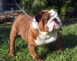 english bulldog