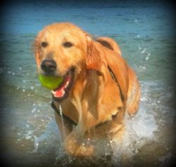 golden retriever running in the water