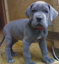 great dane