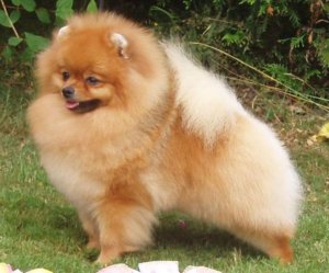 pomeranian