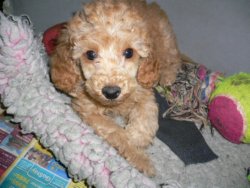 poodle puppy