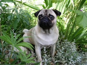 pug photo