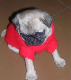 pug puppy