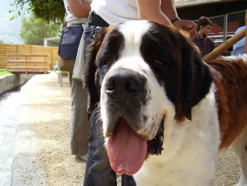 Saint Bernard Dog