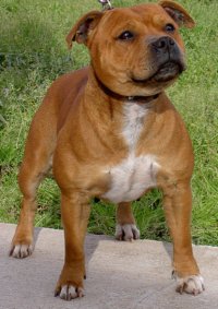 staffordshire bull terrier