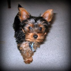 yorkshire terrier puppy